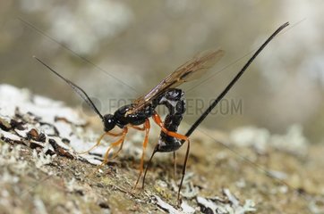 Giant Ichneumon female laying eggs - Northern Vosges France