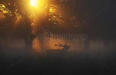 Red Deer stag during rut on a misty dawn - Richmond Park UK