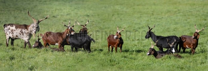 Rove goats in the meadow - PNR Northern Vosges France