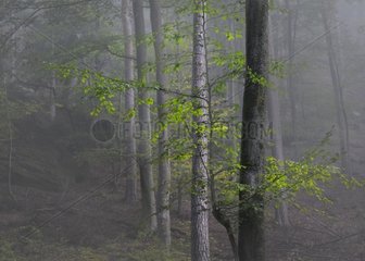 Forest in fog - PNR Northern Vosges France