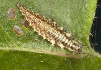 Lacewing grub on a leaf France