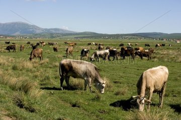 Kühe in den Ebenen der Livno -Bosnien