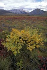 Small shrub in the tundra in autumn Yukon Canada