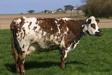 Norman Cow in Quiberville