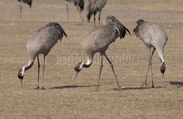 Group of Common cranes eating Gallocanta lacuna Spain