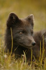 PortrÃ¤t des arktischen Fuchs wachsam und auf einer Wiese weggeht