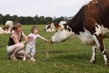 Girl giving grass to eat a cow Norman France