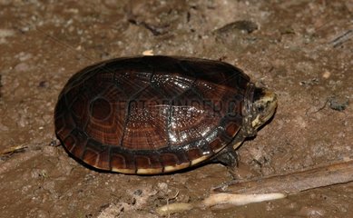 Newborn Scorpion Mud Turtle walking Guyana