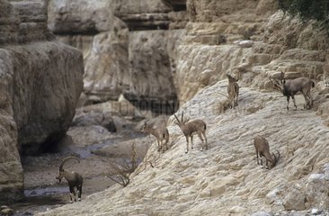 Ibex of nubie in the desert of Judaea in Israel