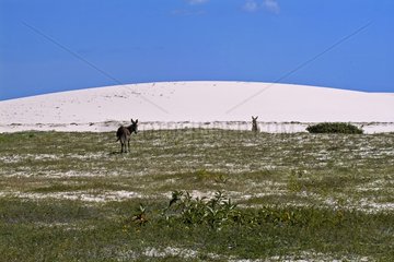 Donkeys in the dunes of Jericoacoara - Ceara Brazil