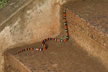 Coral snake on staircase - Iguazu Falls Parana Brazil