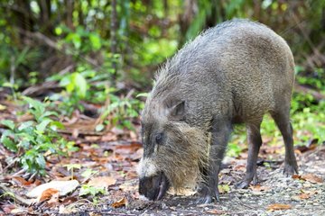 Boar beard undergrowth - Bako Borneo Malaysia