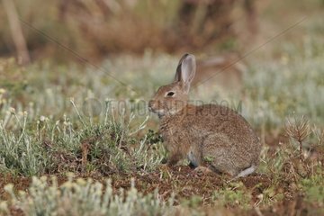 Europäischer Kaninchen -Erwachsener in einem Moor aufgebaut