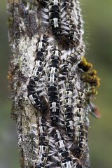 Caterpillars on a log in the woods - Mata Atlantica Brazil