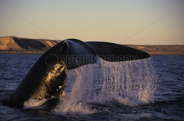 Baleine franche du Sud plongeant Golf Nuevo Patagonie