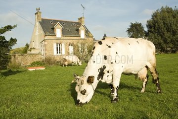 Cows grazing near a house on Bréhat island France