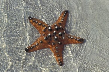 Horned Sea Star to low tide Sulawesi Indonesia