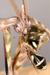 Mantis religiosa eating its prey Sieuras Ariège France