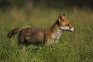Adult Red fox in a meadow Calvados France