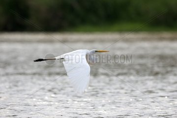 Intermediate egret in flight over water - Malaysia