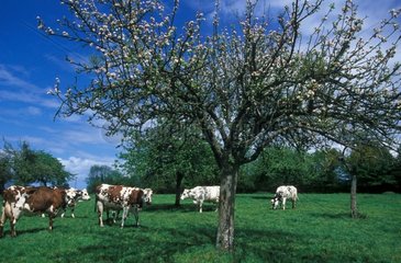 Vaches Normandes et pommier en fleurs Normandie France
