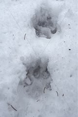 Prints of legs of Wolf in snow Poland