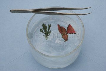 Propagation of plants with cutting special gel