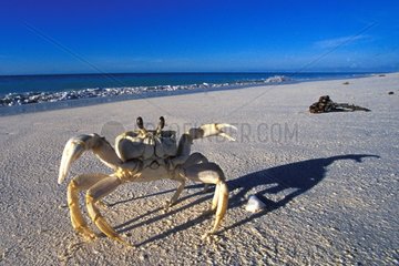 Crab on a sand beach Gloriouses islands