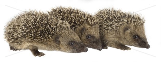 Three small hedgehogs in studio