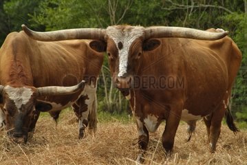 Domesticated cattle Longhorn with very long horns Florida