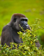 Portrait of a Western lowland gorilla