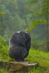 Western lowland gorilla protects against rain