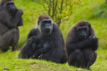 Group of Western lowland gorillas adult and young