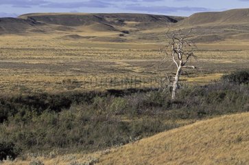 Isolated tree Grasslands National Park Saskatchewan Canada
