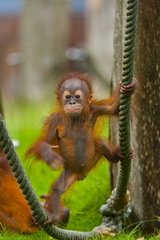 Young Bornean Orangutan hanging from ropes