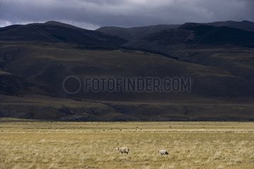 Sheeps in the Pampa Chilean Patagonia
