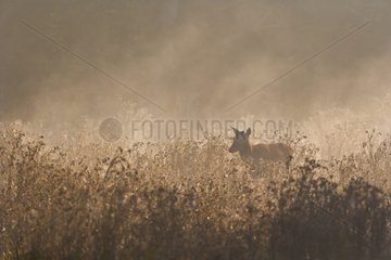 Red deer in autumn in the mist