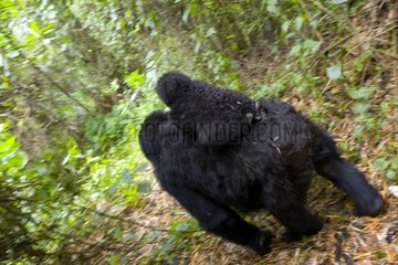 Mountain Gorillas Volcanos National park Rwanda