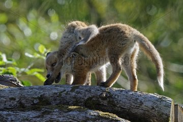 Young red fox and the trunk of a dead tree France