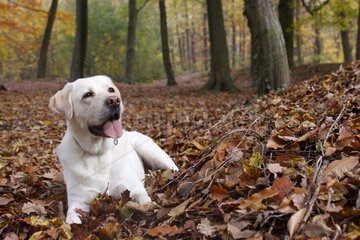 Labrador lying in the leaves in the forest France