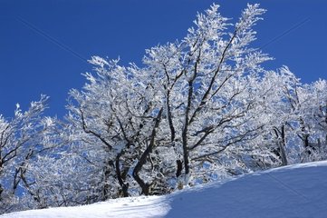 Hêtraie sommitale couverte de givre en hiver France