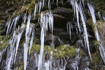 Ice stalactite on basalt in winter AuvergneFrance