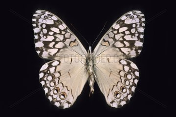Butterfly Hamadryas Peru