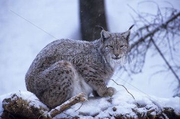 Lynx Boréal sous la neige Allemagne