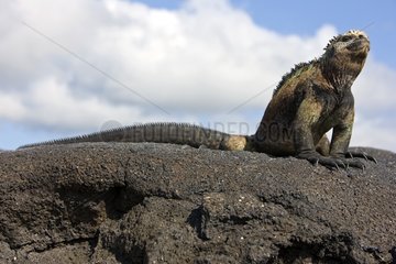 A Galapagos Marine Iguana on Isabela Island