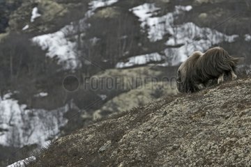 Muskox running in the tundra at spring Norway