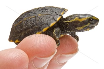 Young Striped Mud Turtle on fingers Studio
