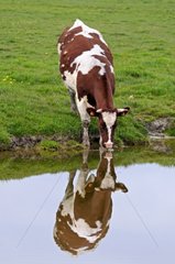 Kuh in Summe Bucht trinken in einem Teich