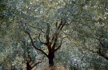 Drôme  oliveraie  ragée d'oliviers au printemps