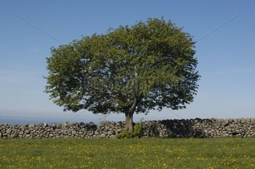 Beech and low wall in spring on Aubrac